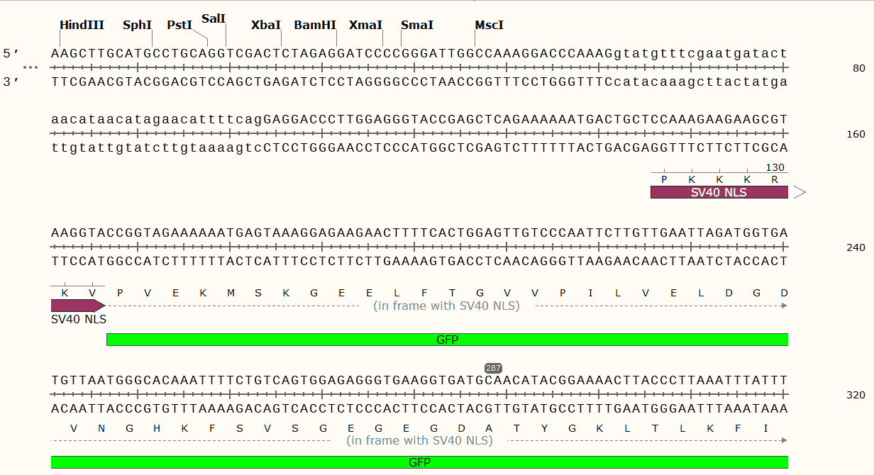 pPD95_67-plasmid