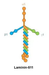 Laminin 511 antibody [12D]
