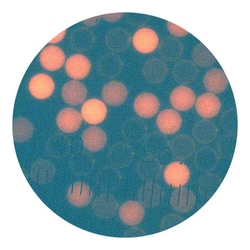 Cyto-Cal™ 校直微粒