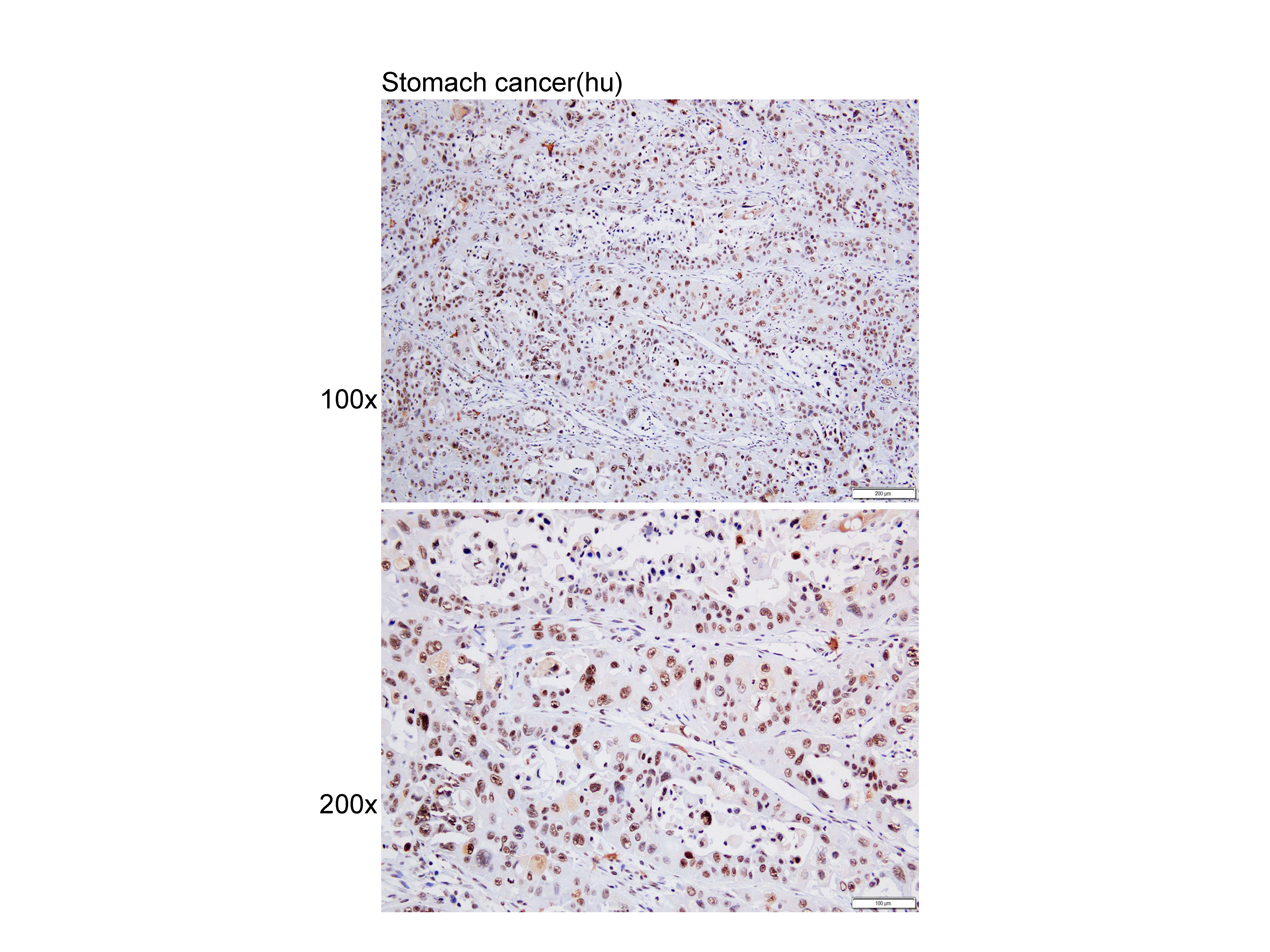 Anti-H2AFX Polyclonal Antibody