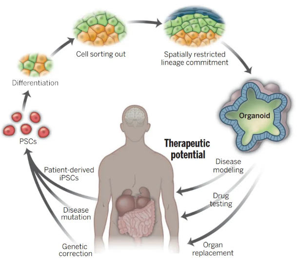 干货！小分子培养类器官方法分享