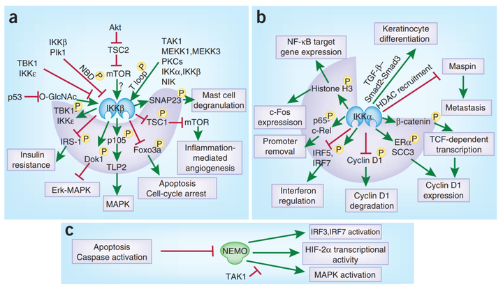 快速了解NF-κB 通路