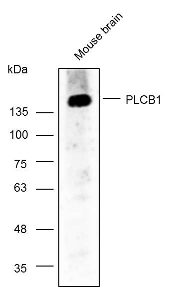 Anti-PLCB1 Polyclonal Antibody