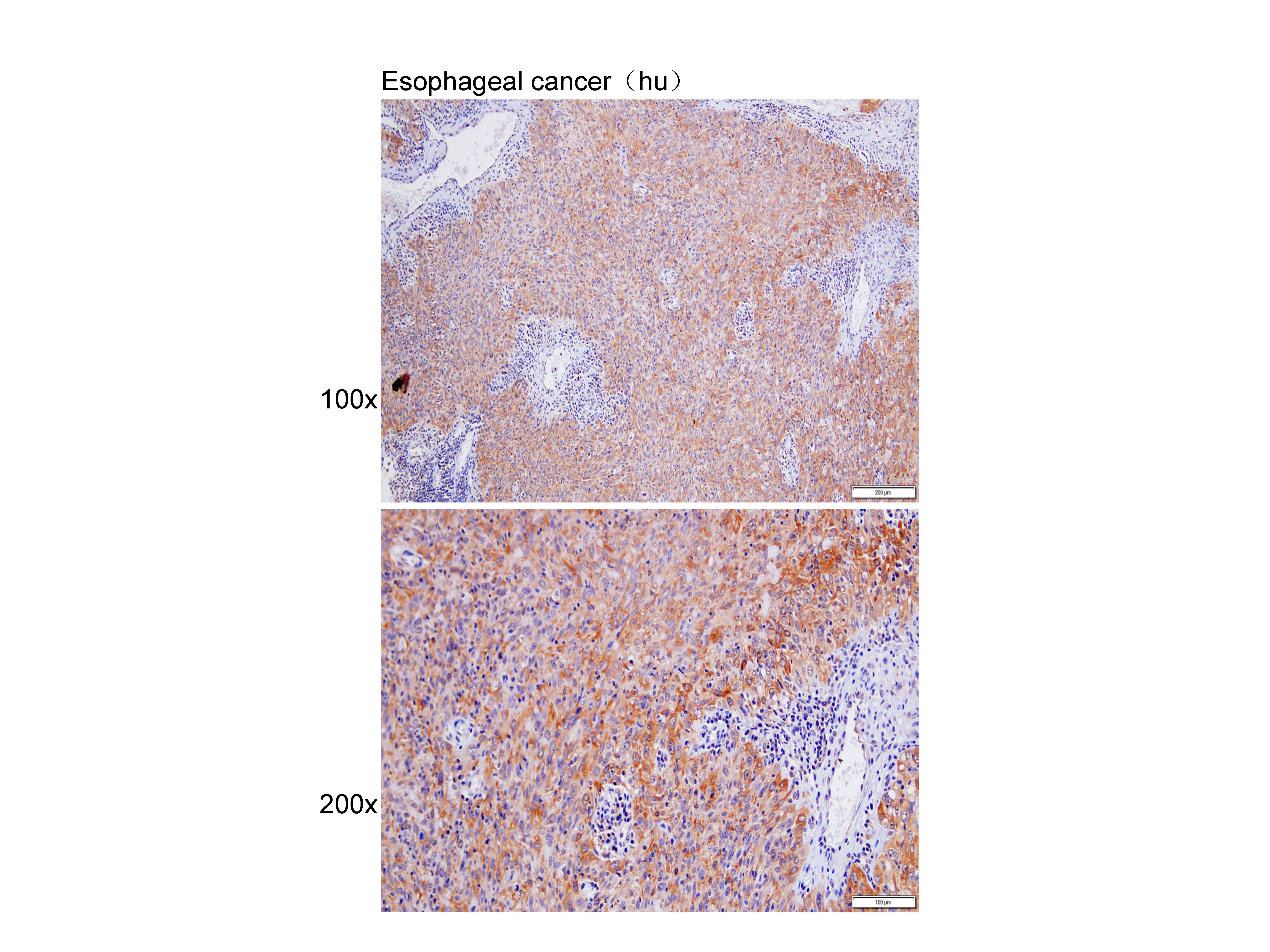 Anti-PRMT7 Polyclonal Antibody