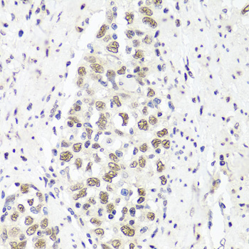 Anti-PARP1 Polyclonal Antibody