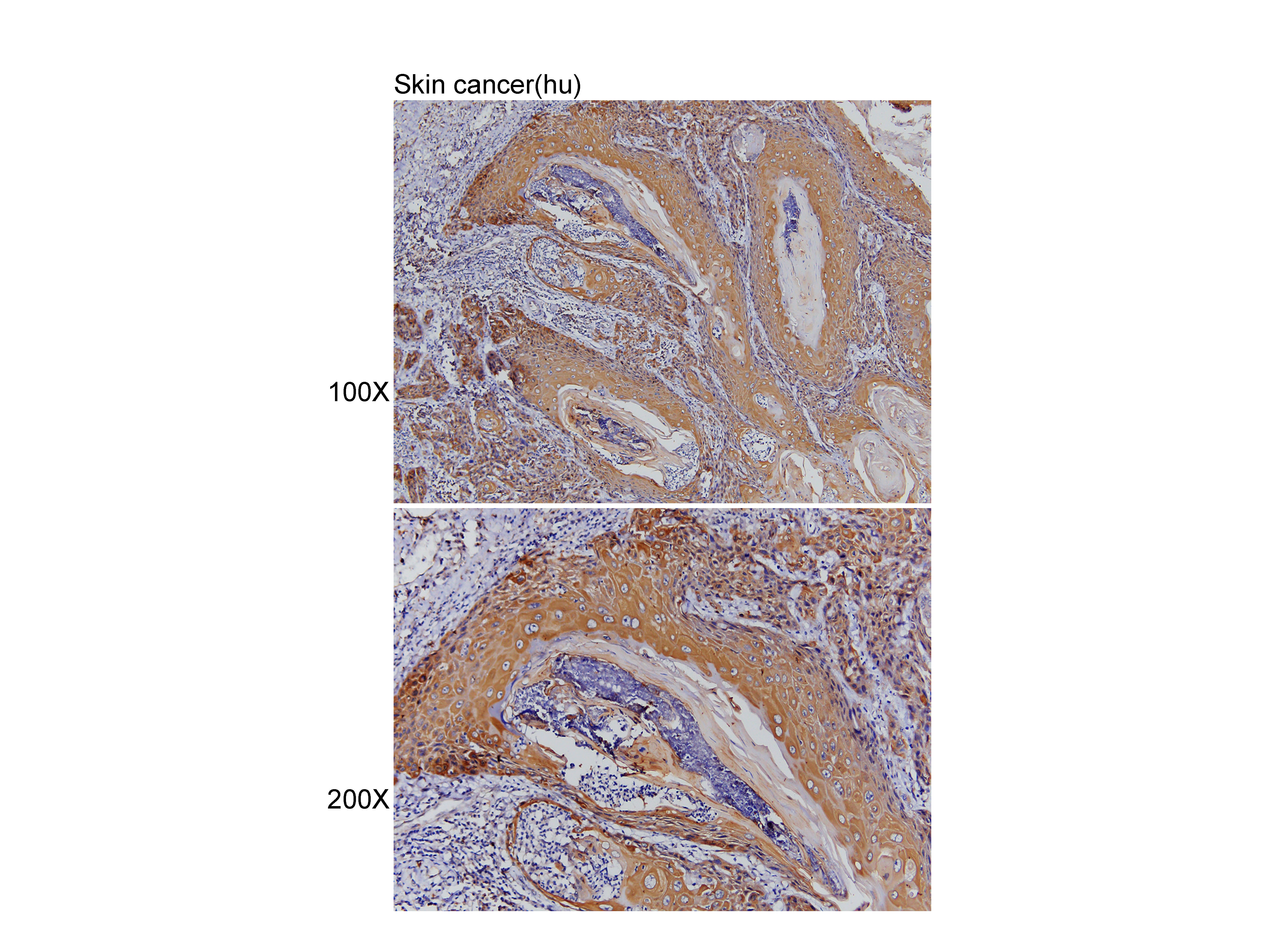Anti-PECAM1 Polyclonal Antibod