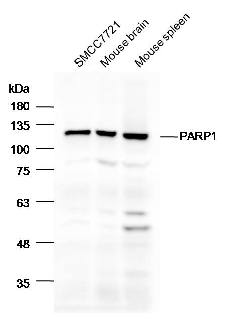 Anti-PARP1 Polyclonal Antibody