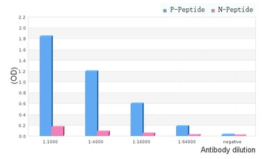 HSP27 (phospho Ser82) antibody