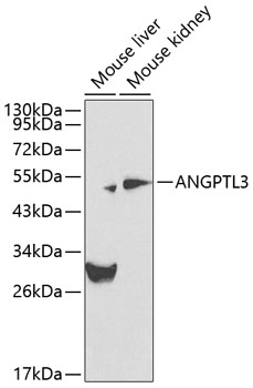 Anti-ANGPTL3 Polyclonal Antibo
