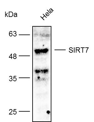 Anti-SIRT7 Polyclonal Antibody