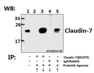 Claudin 7 antibody