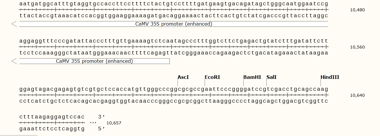 pCAMBIA1381 pCAMBIA1381