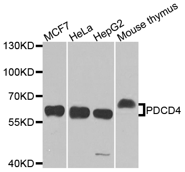 Anti-PDCD4 Polyclonal Antibody