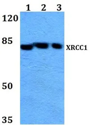 XRCC1 antibody