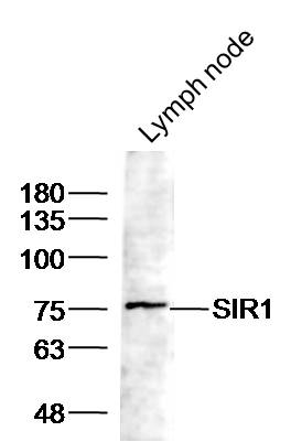 Anti-SIR1 Polyclonal Antibody