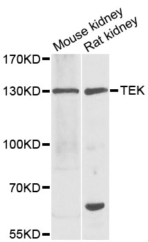 Anti-TEK Polyclonal Antibody