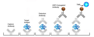 Sandwich ELISA Platform Overview