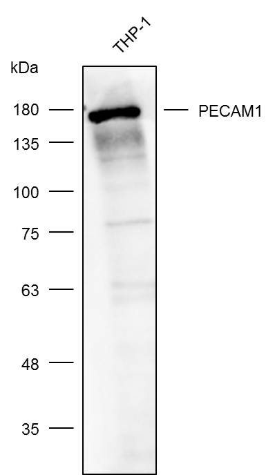 Anti-PECAM1 Polyclonal Antibod