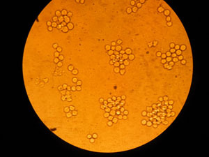 DMEM,F12 SP2(CM0401-1)(1)