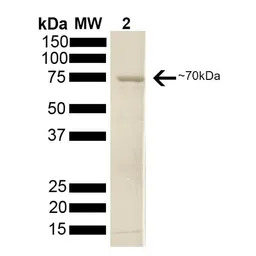 Human Hsp70 protein (active)