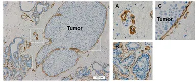 Laminin 511 antibody [12D]