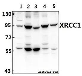 XRCC1 antibody