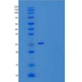 人天青菌素/CAP37/HBP重组蛋白C-6His