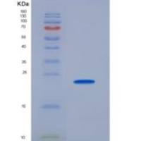 人成纤维细胞生长因子4(FGF4)重组蛋白