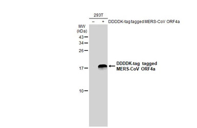 MERS-CoV ORF4a antibody