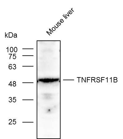 Anti-TNFRSF11B Polyclonal Anti