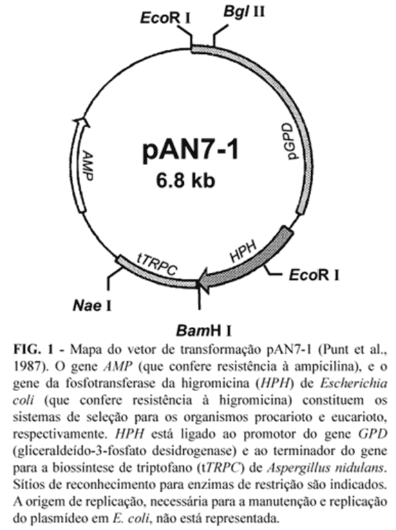 pAN7-1-Plasmid