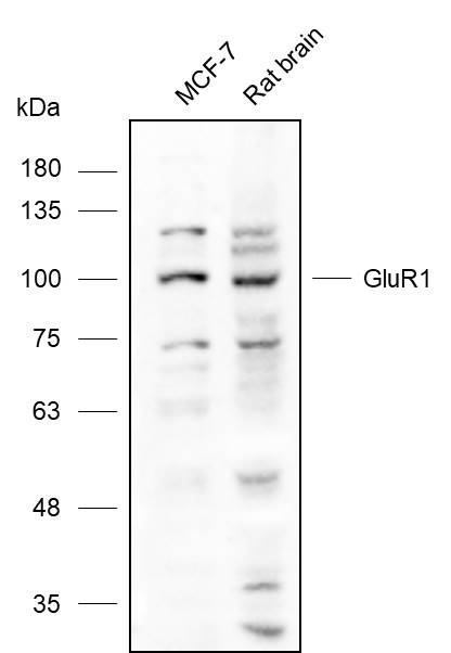 Anti-GluR1 Polyclonal Antibody