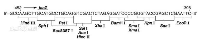 pUC19-multiple-site pUC19-multiple-site