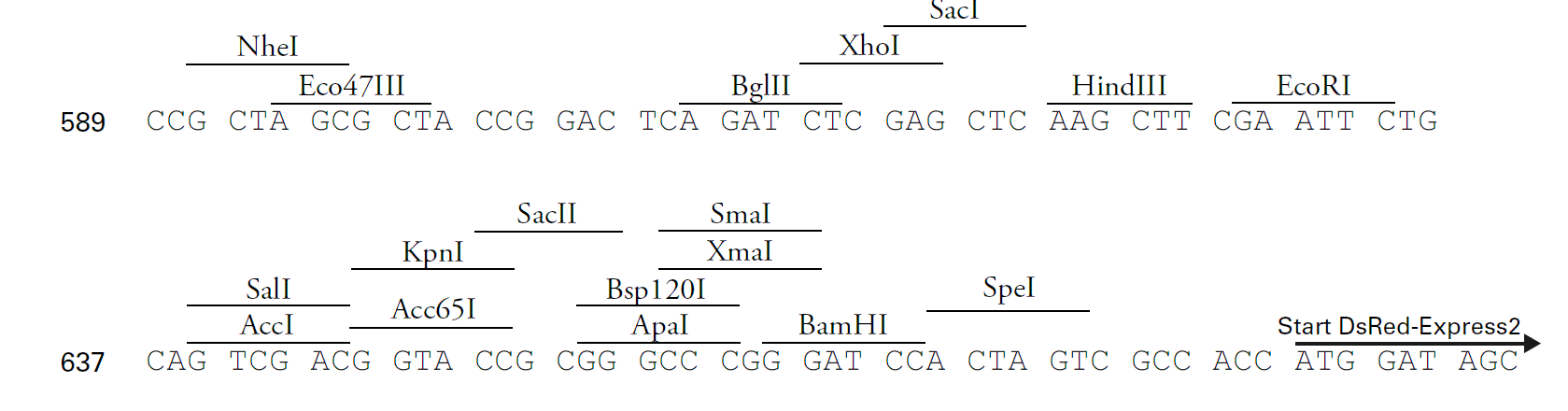 pDsRed-Express2-N1-vector