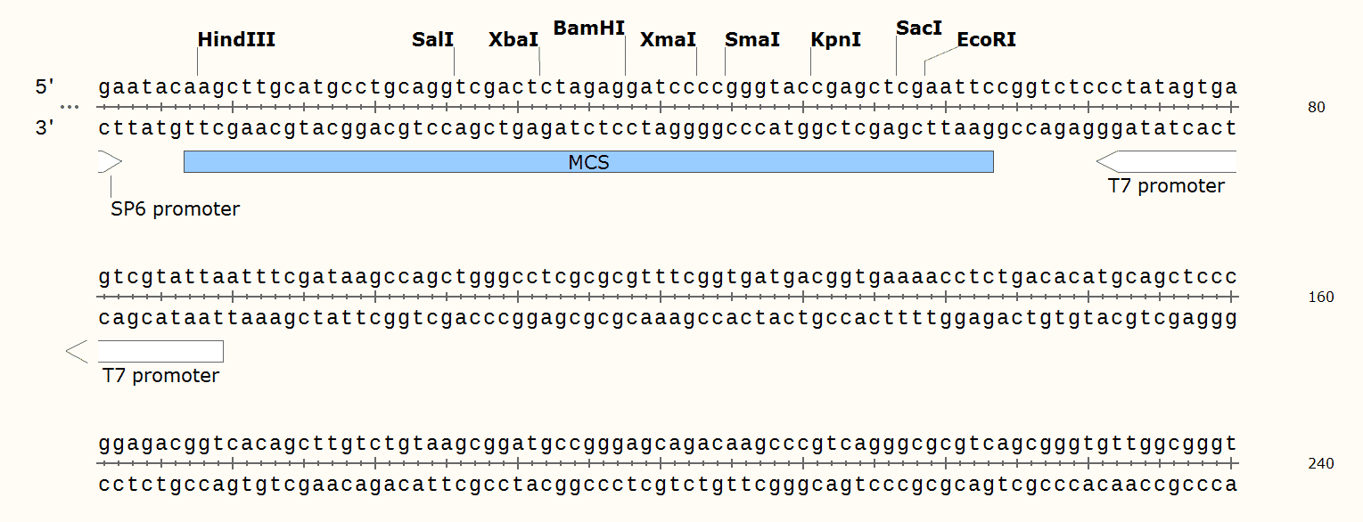 pSPT18-vector pSPT18-vector
