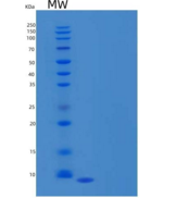 人趋化因子C-C-基元配体3样蛋白1(CCL3L1)重组蛋白