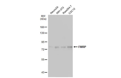 FMRP antibody