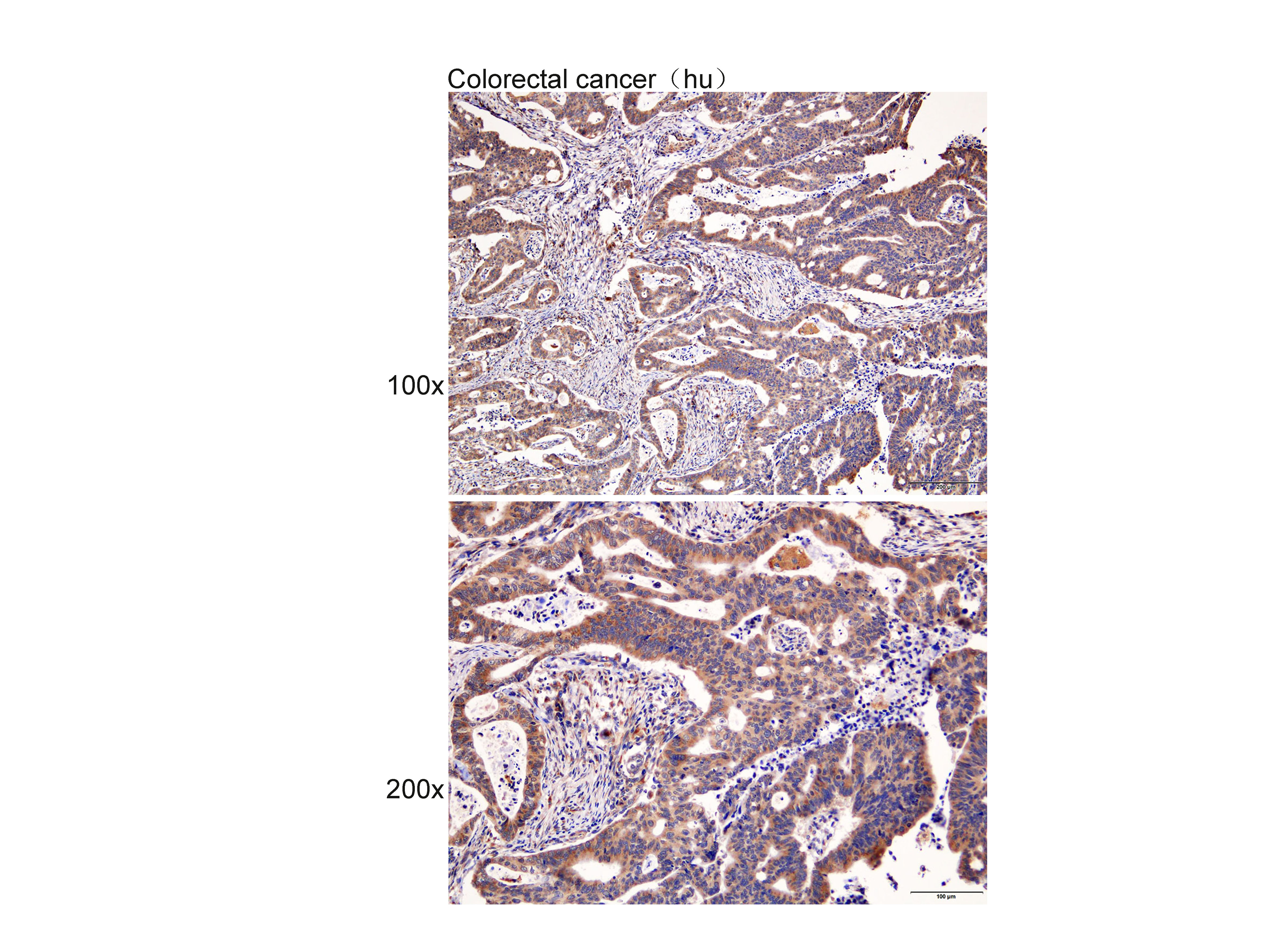 Anti-Aquaporin 8 Polyclonal An