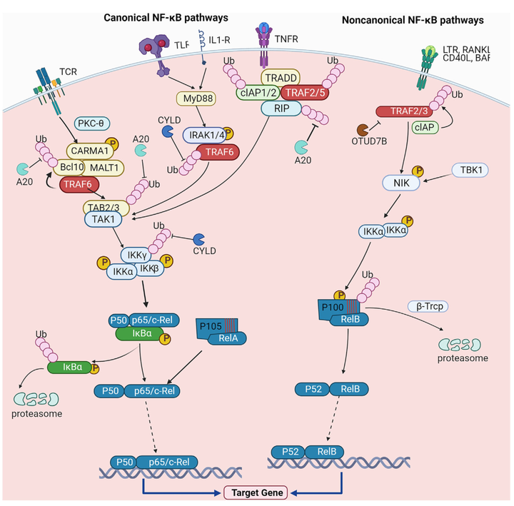 快速了解NF-κB 通路