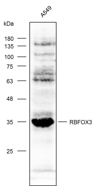 Anti-RBFOX3 Polyclonal Antibod