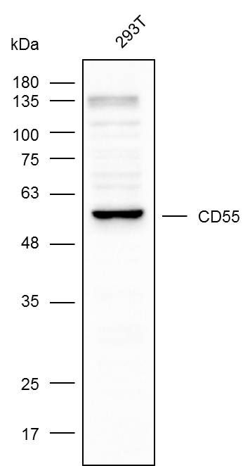 Anti-CD55 Polyclonal Antibody