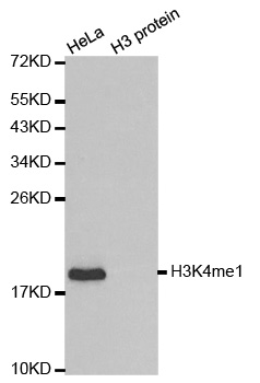 Anti-MonoMethyl-Histone H3-K4