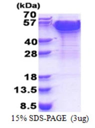 Human DCTN2 protein, His tag