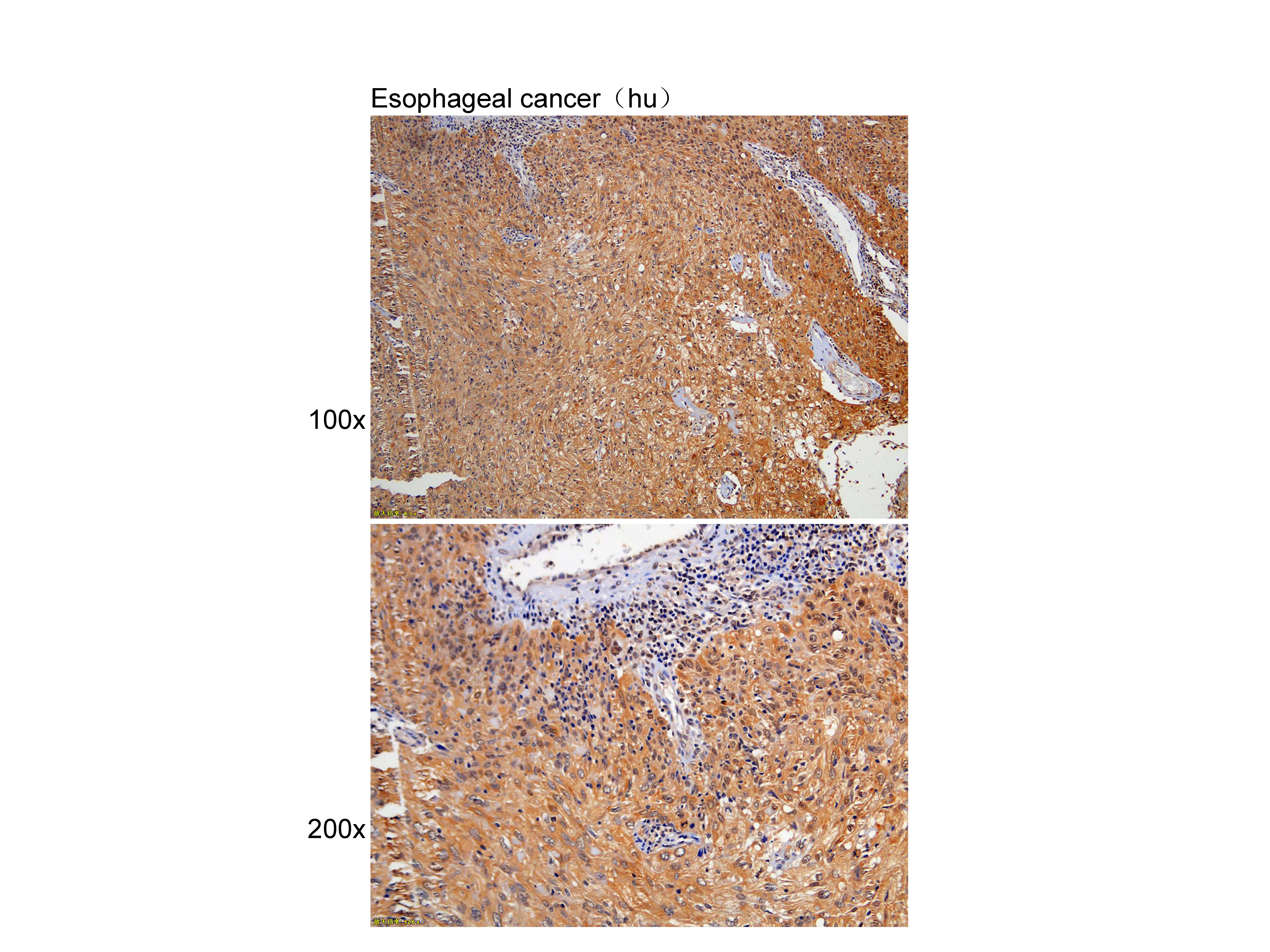 Anti-YWHAB Polyclonal Antibody
