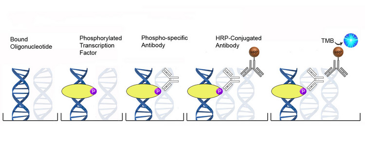 DNA-Binding Phosphorylation ELISA Platform Overview