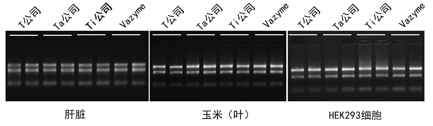 新型RNA提取试剂盒 RNA-easy Isolation 