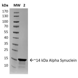 Human alpha Synuclein protein 