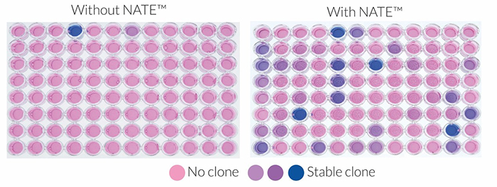 人单核细胞转染试剂,鼠巨噬细胞转染试剂增强剂NATE