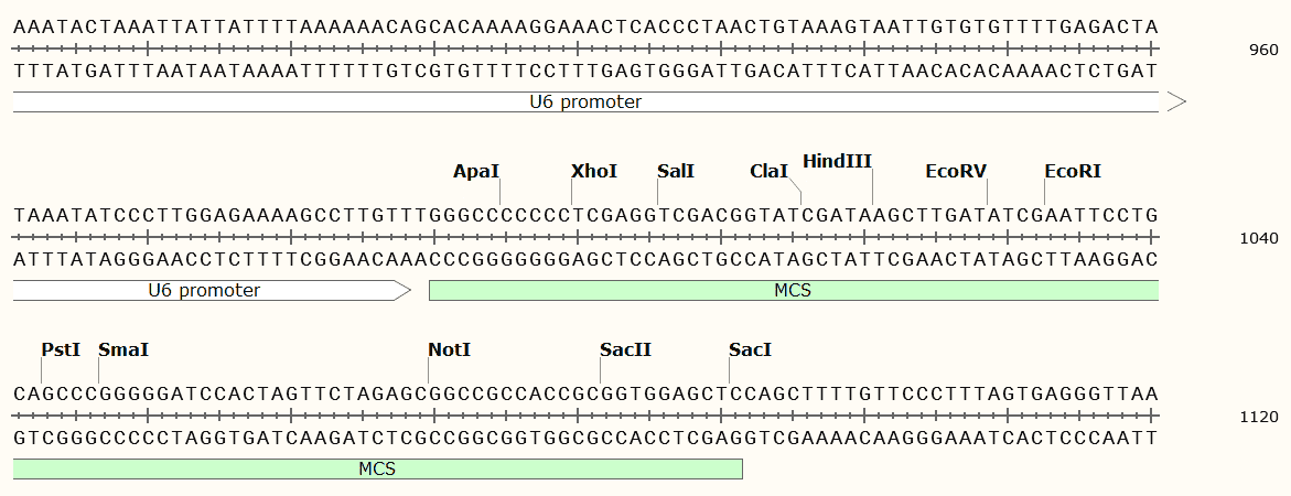 pSilencer-1.0-U6-vector