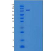 人凯尔奇样蛋白41/Kell/CD238重组蛋白C-6His